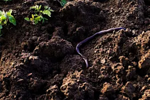 What's a worm's favorite holiday? image