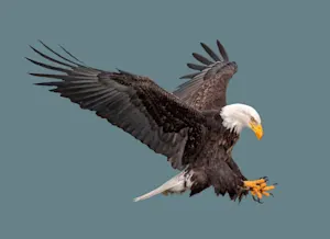 What's an eagle's favorite Lynyrd Skynyrd song? image