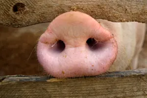 What's an old pig's favorite holiday? image