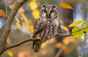 What's an owl's favorite school subject? image
