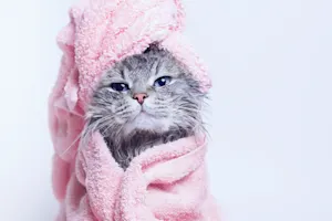 What's the best way to give a cat a bath? image