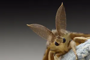 What's the biggest moth in the world? image