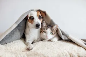 What's the difference between cats and dogs? image