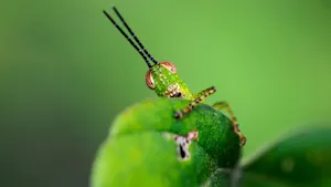 What's the holiest insect? image