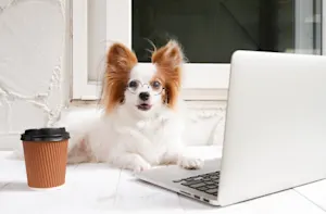 What's the ideal place for a dog to work? image