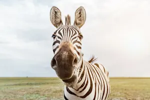 What's the main rule in zebra baseball? image