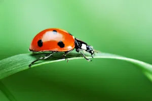 What's the most common blood type for insects? image