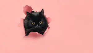 When is it bad luck to see a black cat? image