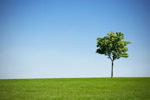 Where did the 8-year-old tree go to learn? image