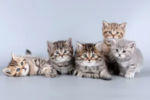 Where did the school kittens go for their field trip? image