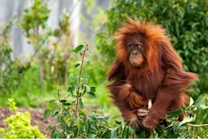 Where do baby apes sleep? image