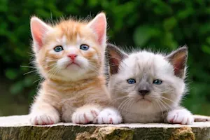 Where do baby cats learn to swim? image