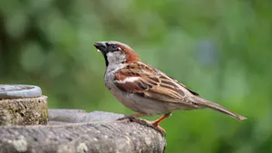 Where do birds go to drink? image