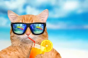 Where do cats go on vacation? image