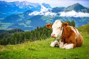 Where do cows go on a worldly vacation? image