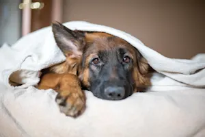 Where do German dogs sleep? image