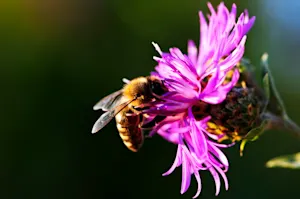 Where do honeybees take their wives for their anniversary? image