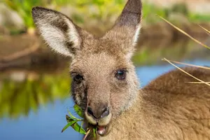 Where do kangaroos like to eat? image