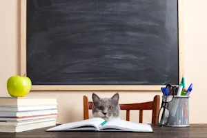Where do kittens go to school? image