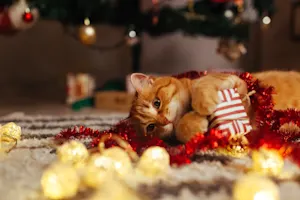 Where do kitties put their Christmas presents? image