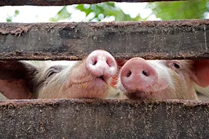 Where do pigs learn magic? image