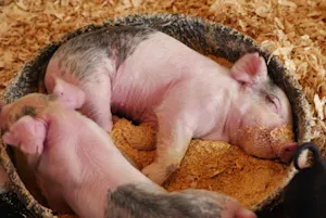 Where do pigs love to take naps? image