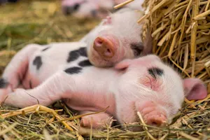 Where do pigs sleep during the summer? image