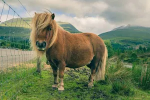 Where do you take sick ponies? image