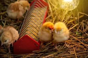 Where's the best place for baby chickens to be born? image