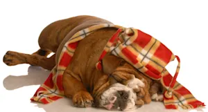 Which animal dresses like a lumberjack? image