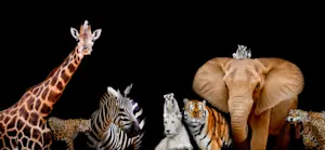 Which animal is the most religious? image