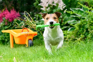 Which animal makes the best landscaper? image