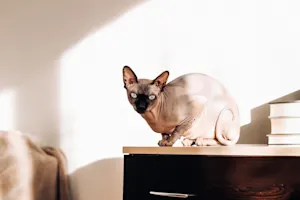 Which animal will never go bald? image