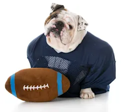 Which animals make the best football players? image