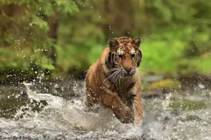 Which big cat loves to drive? image