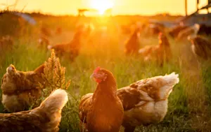 Which bird would make a great farmer? image