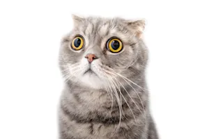 Which cats have the best manners? image