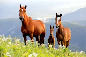 Which celebrity is loved by all horses? image