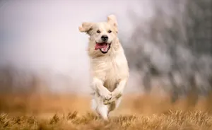 Which dog likes to run across an open field? image