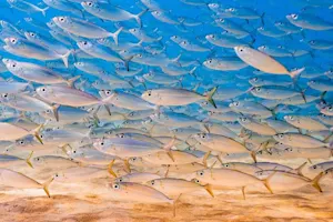 Which fish go to heaven when they die? image