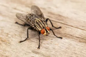 Which fly makes films? image