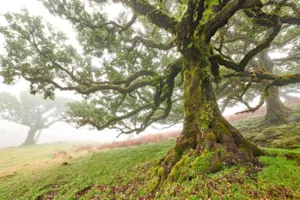 Which part of a tree makes the biggest decisions? image