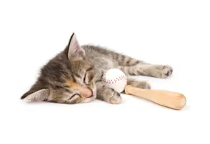Which position did the kitten play on the baseball team? image