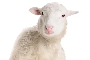 Which singer loves to groom sheep? image