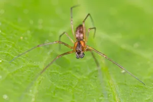 Which insect makes the best father? image