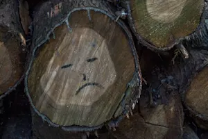 Which tree can't stop crying? image