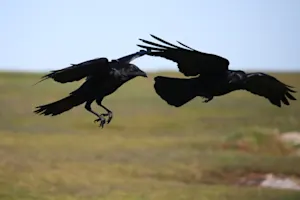 Who are crows' favorite family members? image