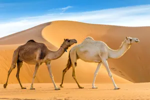 Who do camels find most inspiring? image