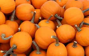 Who helps the little pumpkins cross the road to school? image