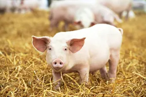 Who is a pig's favorite Star Wars® character? image